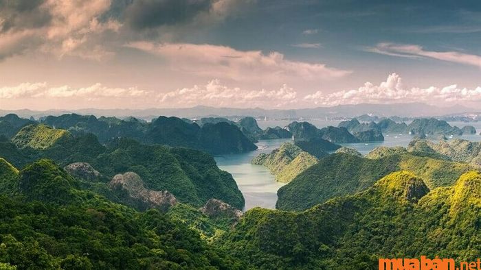 Rừng quốc gia Cát Bà - một trong những địa điểm check-in lý tưởng ở Hải Phòng