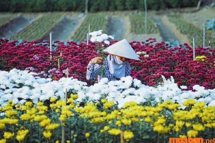 Vườn hoa Hạ Lũng