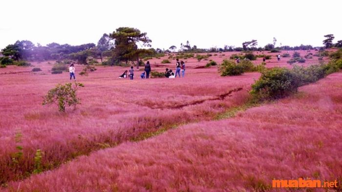 Những trải nghiệm thú vị tại đồi cỏ hồng Đà Lạt
