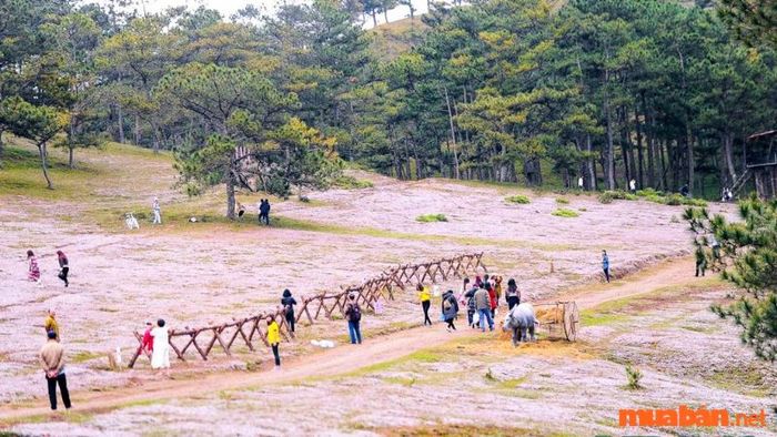 Thông tin về Lễ hội cỏ hồng Đà Lạt 2023