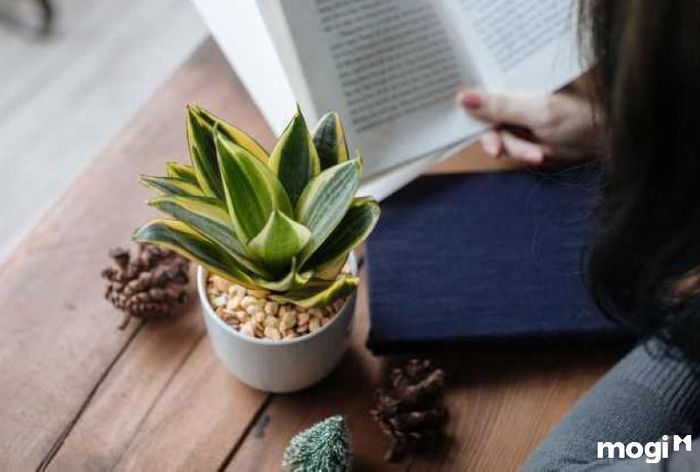 Trang trí cây lưỡi hổ trên bàn làm việc.