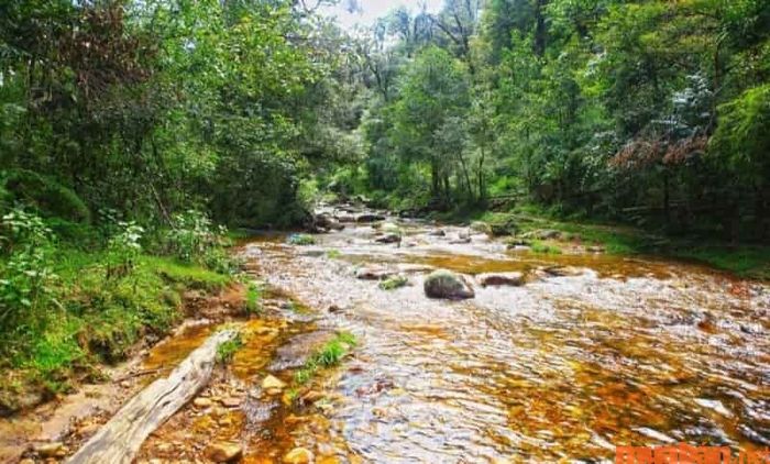Suối Vàng có màu sắc giống như hổ phách, dòng chảy nhẹ nhàng, êm ả.