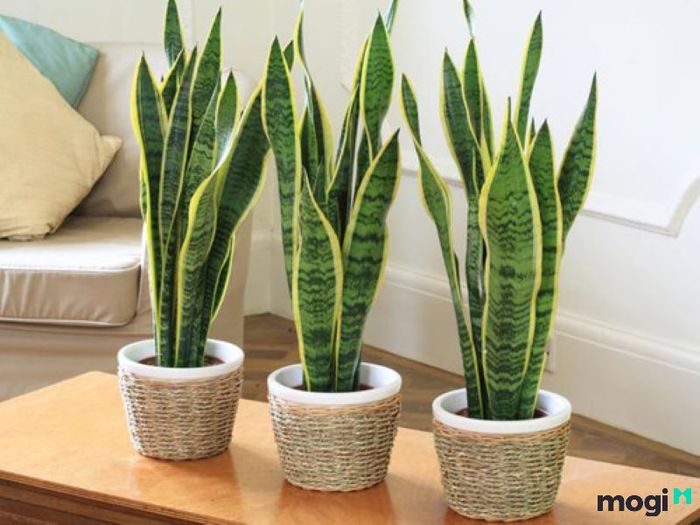 Nên chọn chậu cây có lỗ thoát nước tốt
