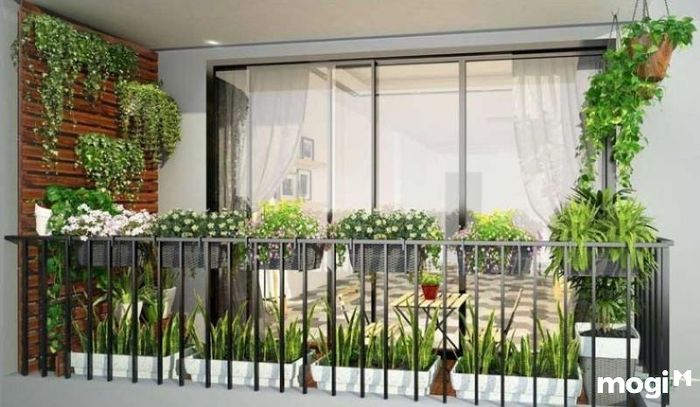 Trang trí ban công bằng cây lưỡi hổ.