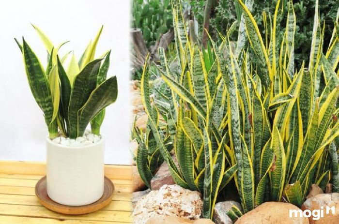 Cây lưỡi hổ có tác dụng xua đuổi tà khí.