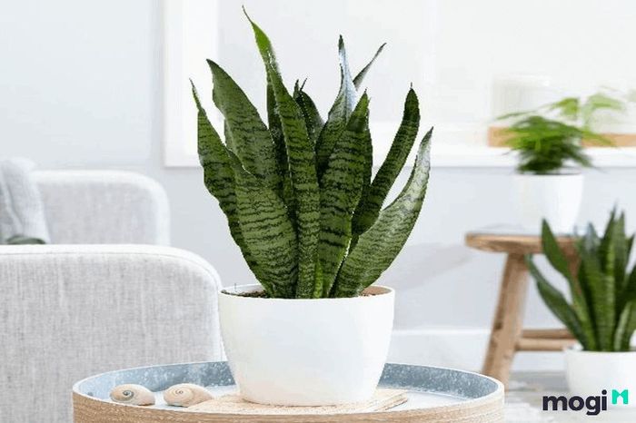 Cần chú ý điều gì khi trồng cây lưỡi hổ?