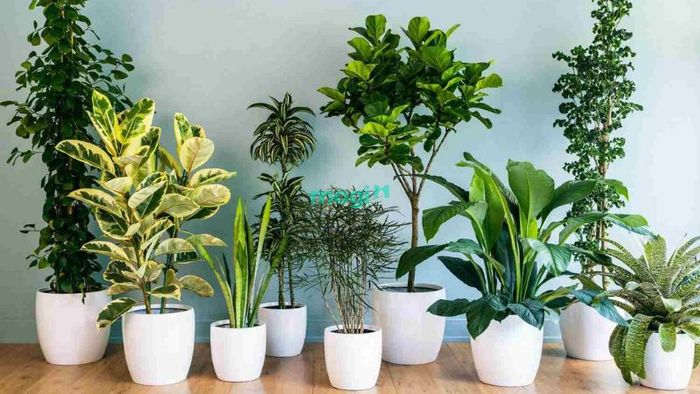 Trang trí căn nhà bằng cây xanh
