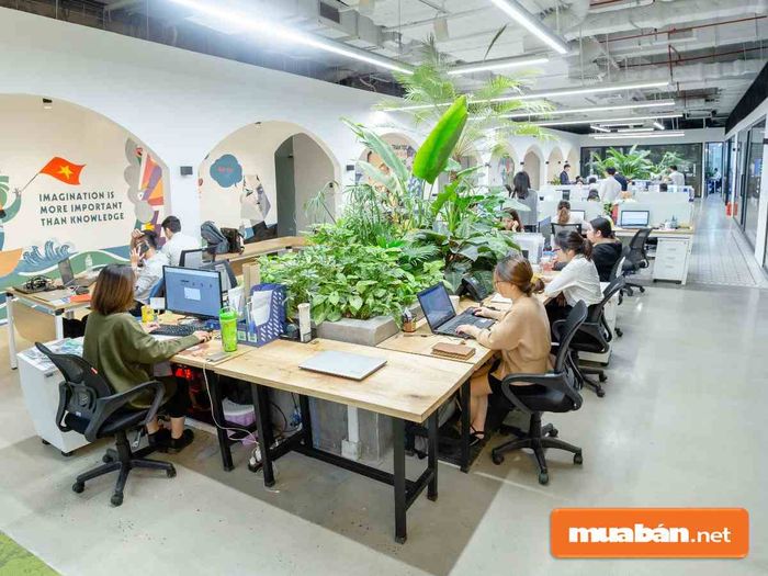 1. Trang trí cây xanh trong văn phòng làm việc
