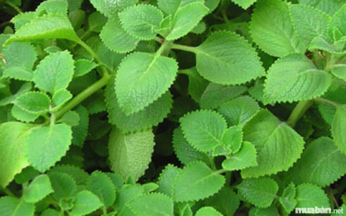 hình 1 cây thuốc quý