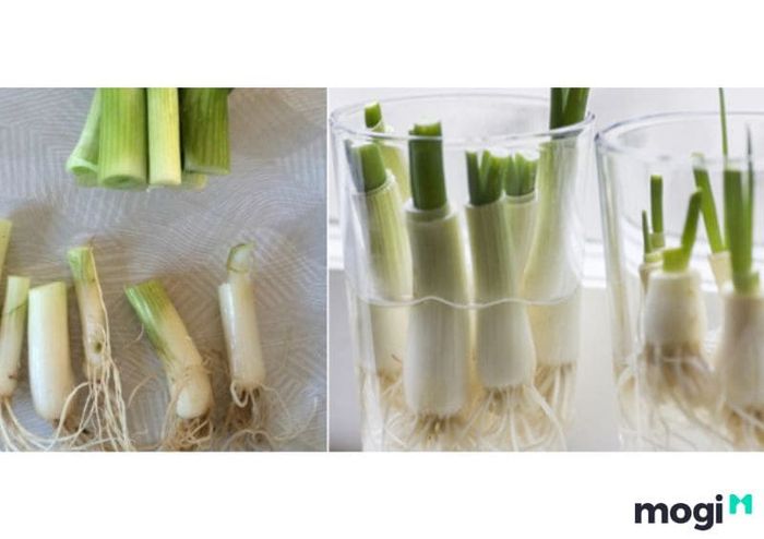 Kỹ thuật trồng hành lá từ gốc hành cũ