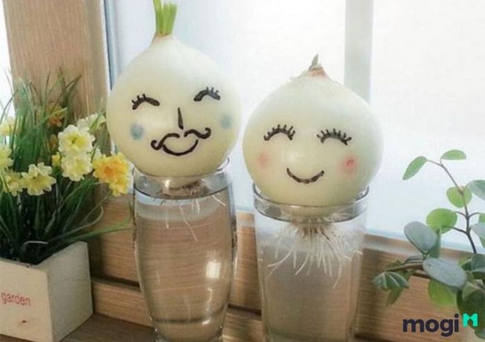 Phương pháp trồng hành lá thủy canh bằng củ hành
