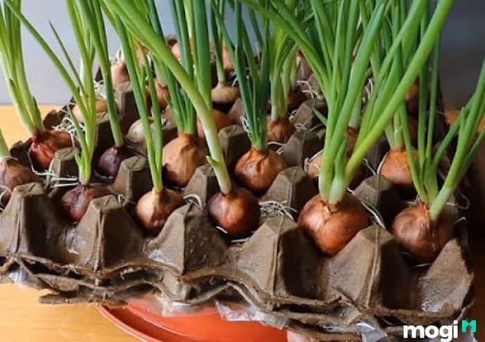 Phương pháp trồng hành lá trong vỉ đựng trứng