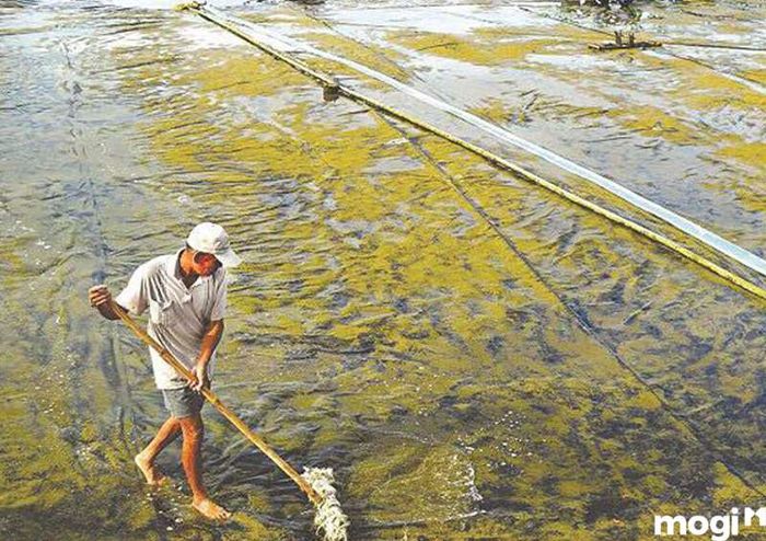 Đất chua là gì? Các biện pháp cải tạo đất chua.
