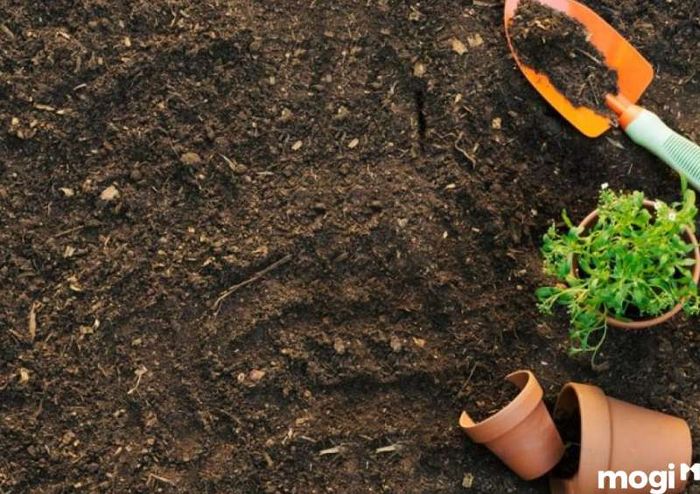Ảnh hưởng của đất chua đến cây trồng và các biện pháp cải tạo đất chua
