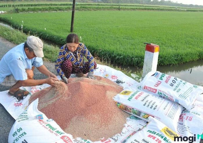 Biện pháp cải tạo đất chua bằng cách hạn chế tác động hóa chất lên đất