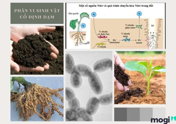 Ảnh hưởng của đất chua đến vi sinh vật và các biện pháp cải thiện đất chua