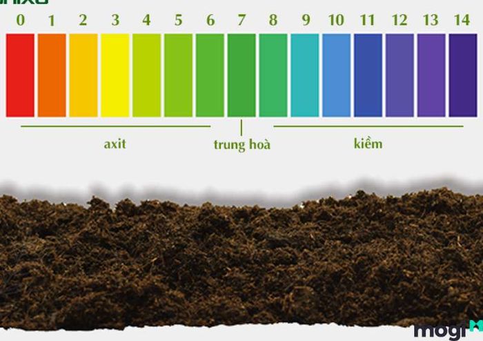 Ảnh hưởng của đất chua và các biện pháp cải thiện đất chua