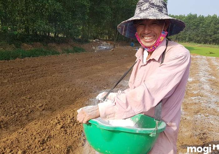 Biện pháp cải tạo đất chua bằng vôi cần phải thực hiện đúng kỹ thuật