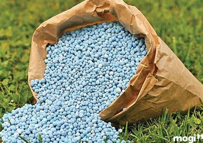 Đất chua do lạm dụng phân bón hóa học và các biện pháp cải tạo đất chua.