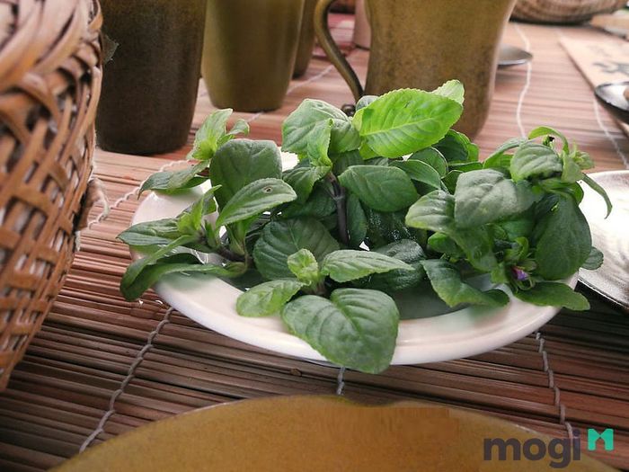 Cách dùng rau quế đất