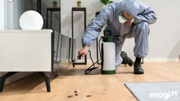 Phun thuốc chống mối trực tiếp lên nội thất