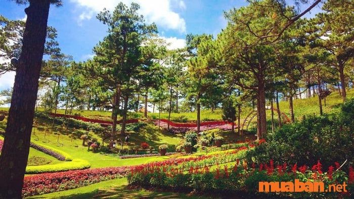 Khung cảnh thiên nhiên tươi mát, yên bình tại Đồi Mộng Mơ Đà Lạt