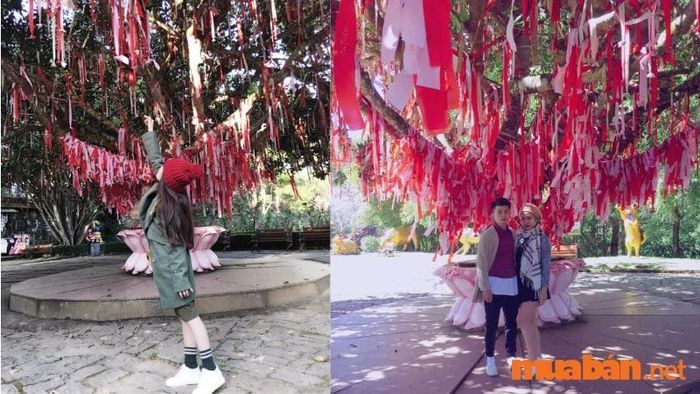 Cây ước nguyện tình yêu tại Đồi Mộng Mơ - biểu tượng cho tình yêu của nhiều cặp đôi