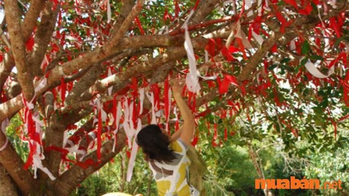 Du khách thả sợi vải đỏ lên cây ước nguyện tình yêu