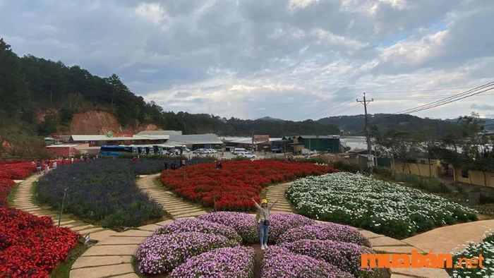 Một số hình ảnh về Đồi Mộng Mơ Đà Lạt 2