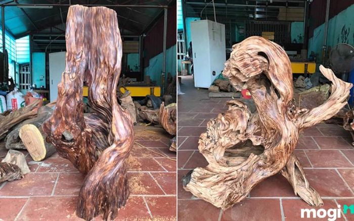 Gỗ Lũa nằm sâu trong lòng đất