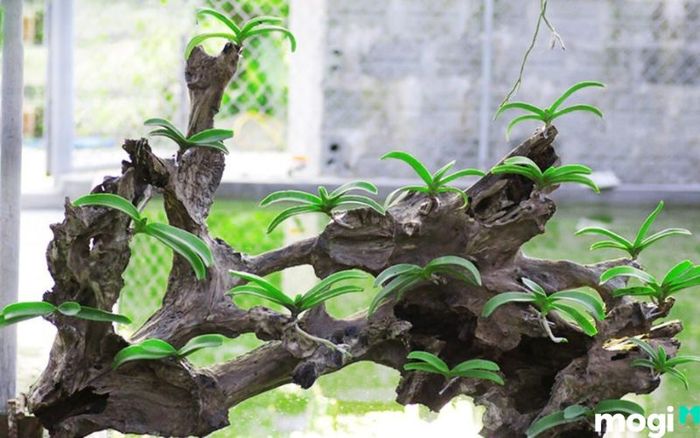 gỗ lũa để trồng lan