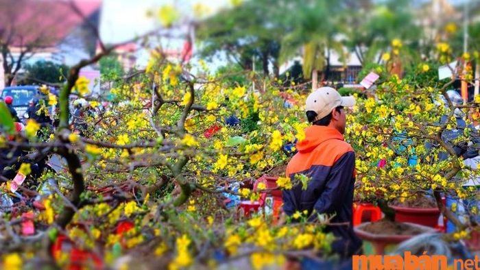 Nhân viên bán hoa Tết