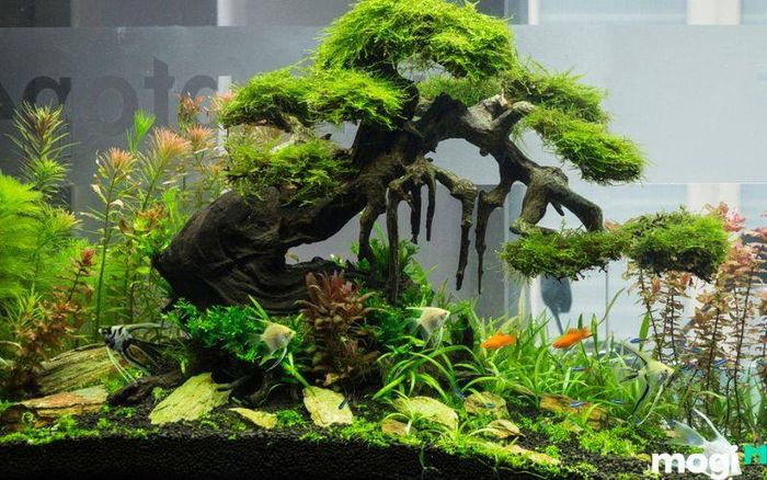 gỗ lũa để trang trí bể cá