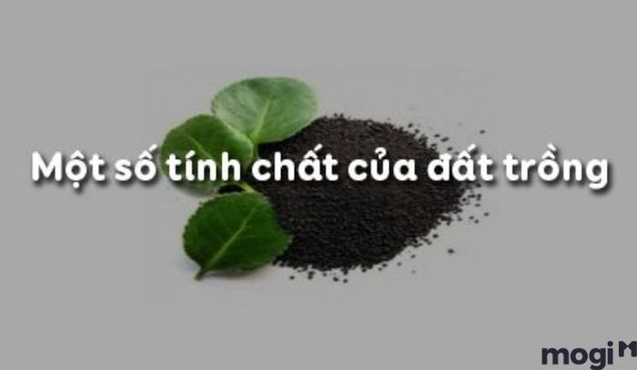 Để được công nhận là đất trồng lý tưởng, đất phải đáp ứng đầy đủ các tiêu chí và tính chất - Đất trồng có vai trò gì?