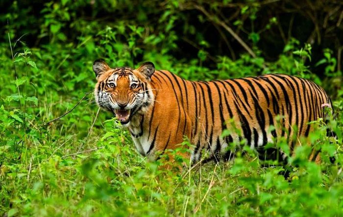 hổ Bengal là kẻ săn mồi