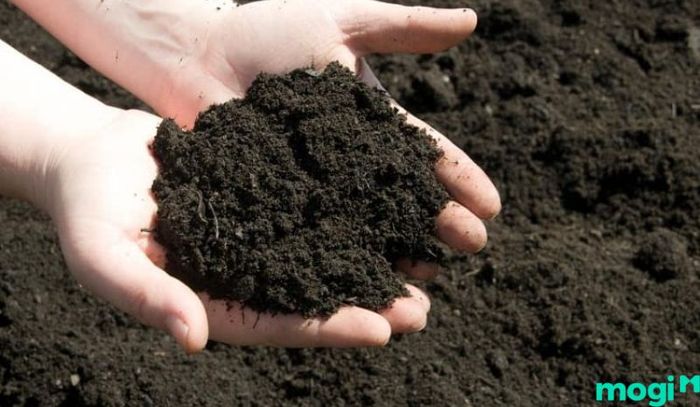 Đất thịt được coi là nền tảng cho các loại cây ăn quả - Đất trồng có vai trò gì