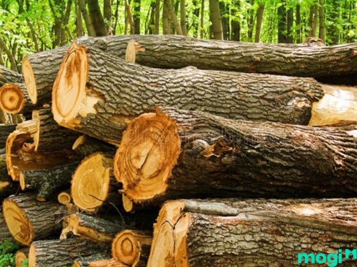 Gỗ sồi có thực sự tốt không?