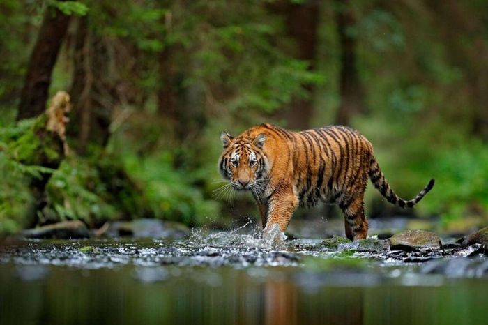 Hổ Bengal tại khu vực Nam Á