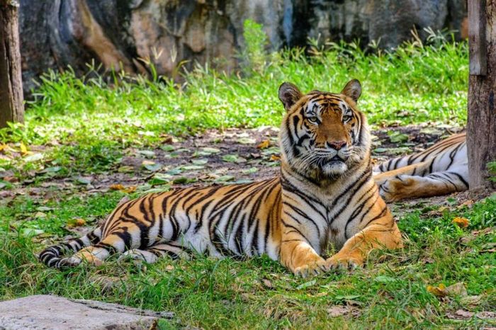 Hổ Bengal