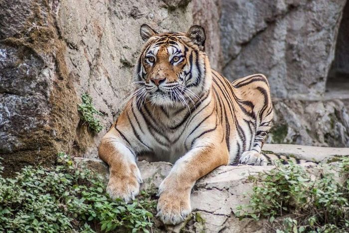 Hổ Bengal - biểu tượng của Ấn Độ
