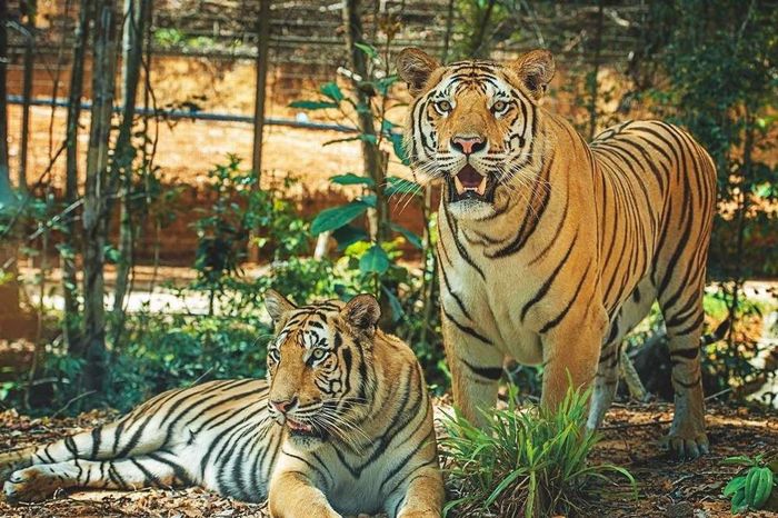 hổ Bengal tại Safari Nam Hội An