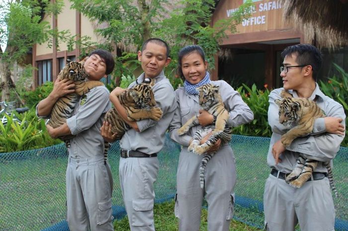 hổ Bengal con tại Safari Phú Quốc
