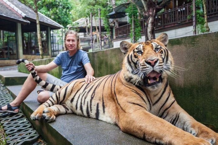 hổ Bengal trưởng thành