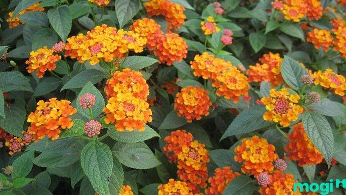 thiết kế bồn hoa trước nhà