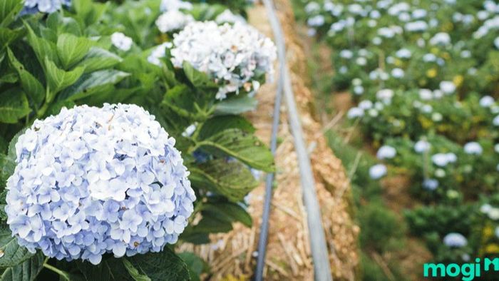 thiết kế bồn hoa trước nhà