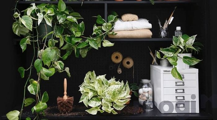 Thân cây rất mềm mại và có nhiều rễ phụ rủ xuống