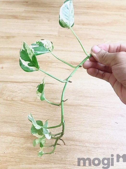 Một nhánh cây chuẩn bị trồng theo phương pháp thủy sinh.