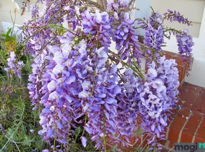 Cây trồng trên sân thượng chịu nắng