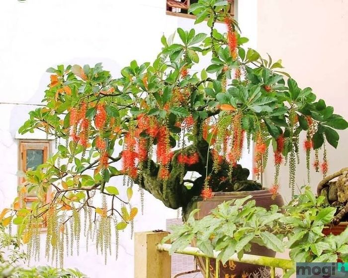 Cây trồng sân thượng chịu nắng
