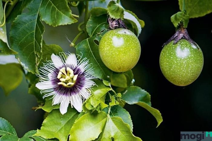 Cây trồng sân thượng chịu nắng